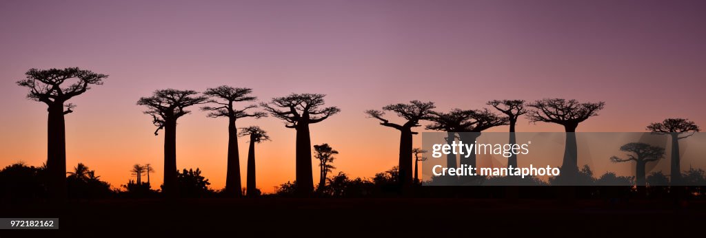 Puesta de sol sobre Alley del baobabs, Madagascar