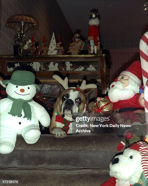 Year-old Mugsy Malone X111 , who is Santas little helper for the Christmas. Mugsy Malone is owned by The Cardinale Family of Glendale, Queens.