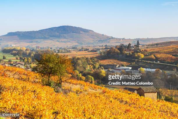 vineyards in autumn, beaujolais region, rhone alpes, france - rhone stock-fotos und bilder