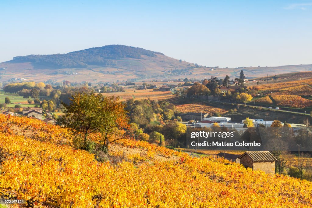 Vineyards in autumn, Beaujolais region, Rhone Alpes, France