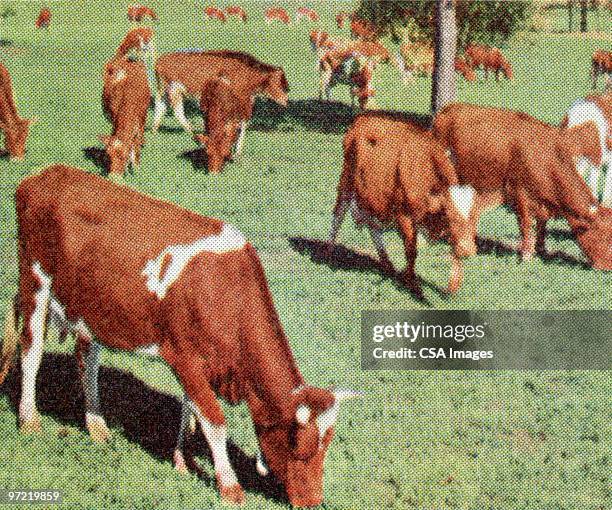 ilustraciones, imágenes clip art, dibujos animados e iconos de stock de cows - carne de vaca