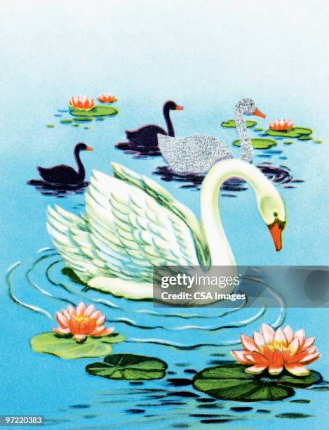 swans - schwan stock-grafiken, -clipart, -cartoons und -symbole