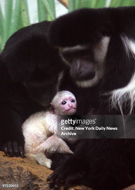 Yet to be named colobus monkey born in captivity at the Central Park Zoo nestles with its grandmother, Maude, upper left, and mother, Tana, upper...