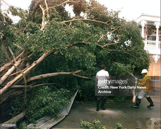 Fallen tree on Duval St. Is cut into pieces during cleanup in Key West, Fla. In the aftermath of Hurricane Georges.