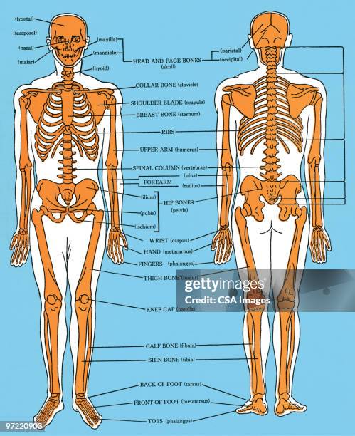 Skeleton Horizontal 2,785 Human Skeleton Diagram High Res Illustrations - Getty Images