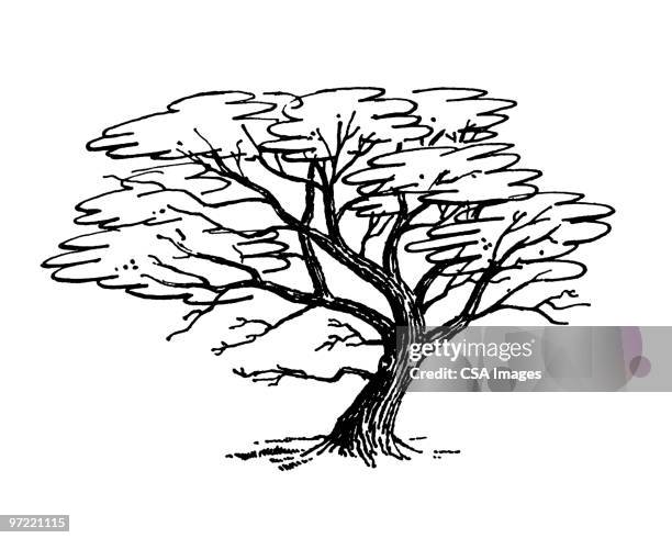 tree - tree trunk stock illustrations