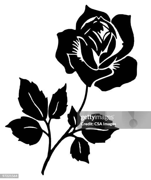 ilustraciones, imágenes clip art, dibujos animados e iconos de stock de rose - rosa flor