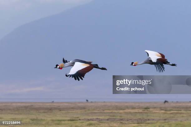 twee grijs gekroond kranen in vlucht, afrikaanse vogel, bedreigde specie - grey crowned crane stockfoto's en -beelden