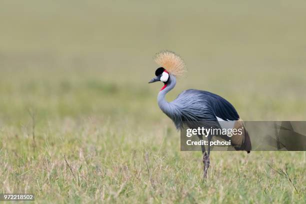 grey crowned crane, african bird, endangered specie - pchoui stock pictures, royalty-free photos & images