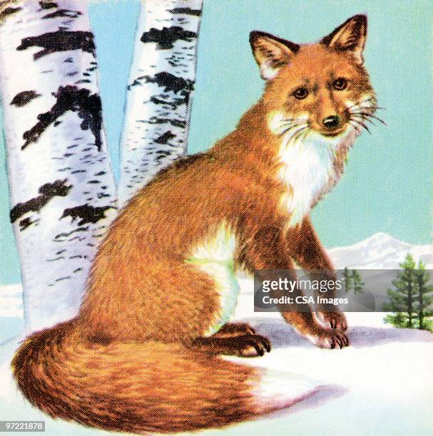 ilustraciones, imágenes clip art, dibujos animados e iconos de stock de fox - zorro