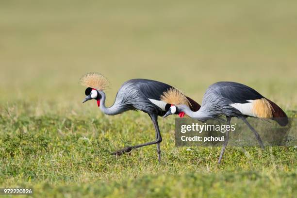 two grey crowned cranes eating, african birds, endangered specie - pchoui stock pictures, royalty-free photos & images