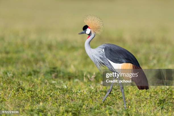 grey crowned crane, african bird, endangered specie - pchoui stock pictures, royalty-free photos & images