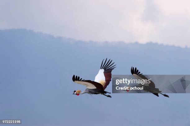 grey gekroond kranen in vlucht, afrikaanse vogel, bedreigde specie - grey crowned crane stockfoto's en -beelden