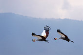 Grey Crowned Cranes in flight, african bird, endangered specie