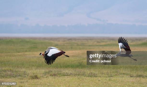 grey gekrönt kraniche im flug, afrikanischen vogel, vom aussterben bedrohte spezies - pchoui stock-fotos und bilder