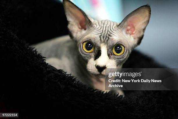 Hairless Sphynx named Sphynxy Bear awaits the start of the third annual CFA-Iams Cat Championship at Madison Square Garden. The event, which...