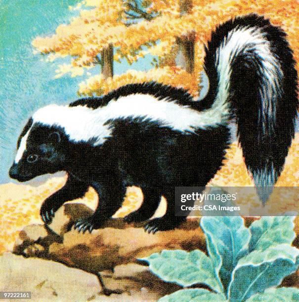 skunk - 20th century stock illustrations