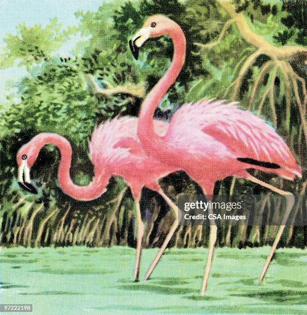 ilustraciones, imágenes clip art, dibujos animados e iconos de stock de two flamingos - flamenco rosa