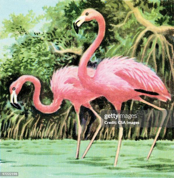 two flamingos - flamingo bird stock illustrations