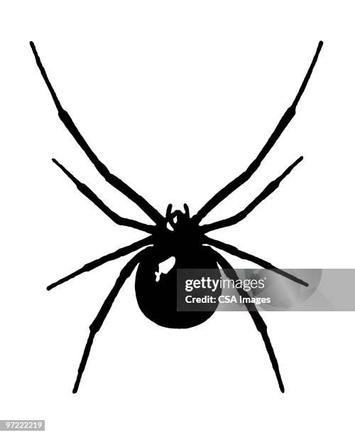 insect - spider stock-grafiken, -clipart, -cartoons und -symbole