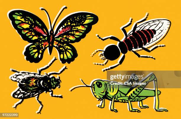 insects - beetle stock illustrations