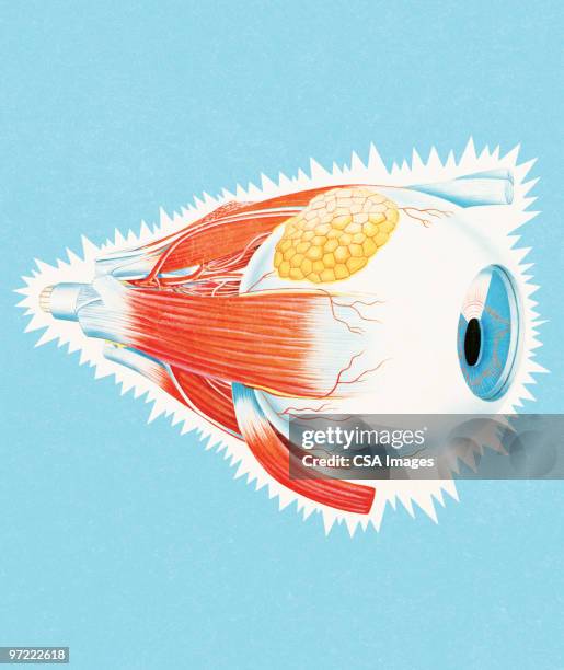eyeball - eyeball stock illustrations