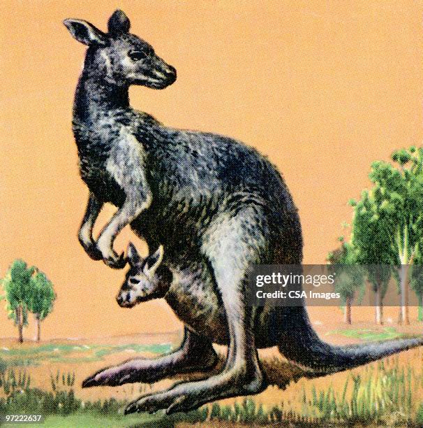 stockillustraties, clipart, cartoons en iconen met kangaroo - australian animals illustration