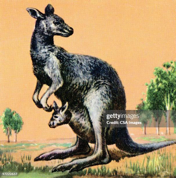 kangaroo - kangaroo stock illustrations