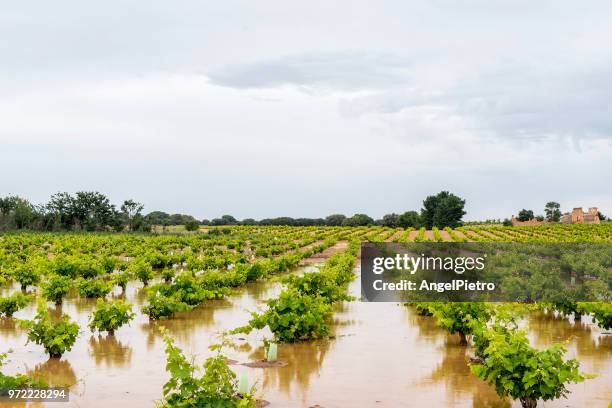 flooded vineyard - miguelangelortega stock pictures, royalty-free photos & images