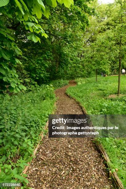 the wood ship footpath - perspective du photographe bildbanksfoton och bilder