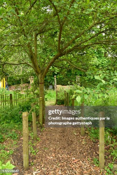 the wood ship footpath - perspective du photographe bildbanksfoton och bilder