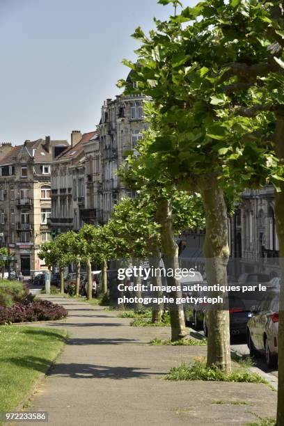 the trees in a row along parked cars - perspective du photographe bildbanksfoton och bilder