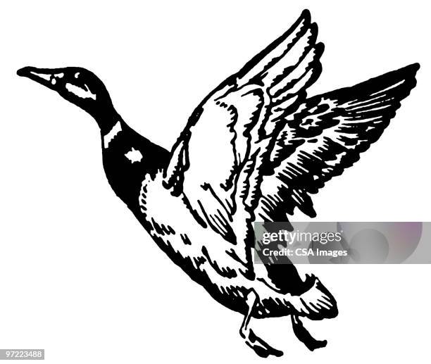 goose - wilderness stock illustrations