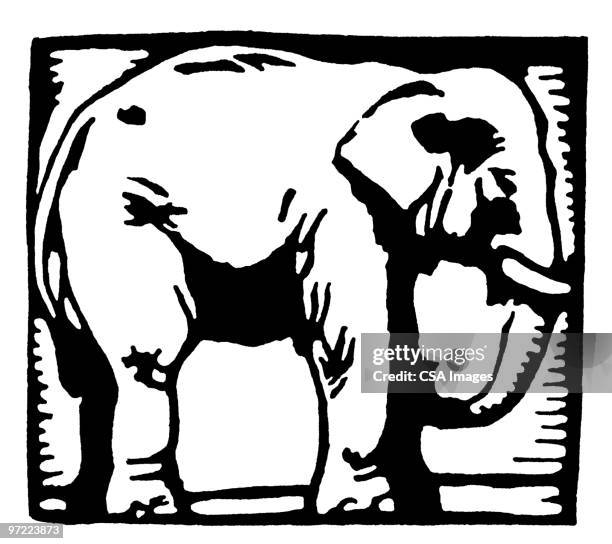 elephant - captive animals stock illustrations