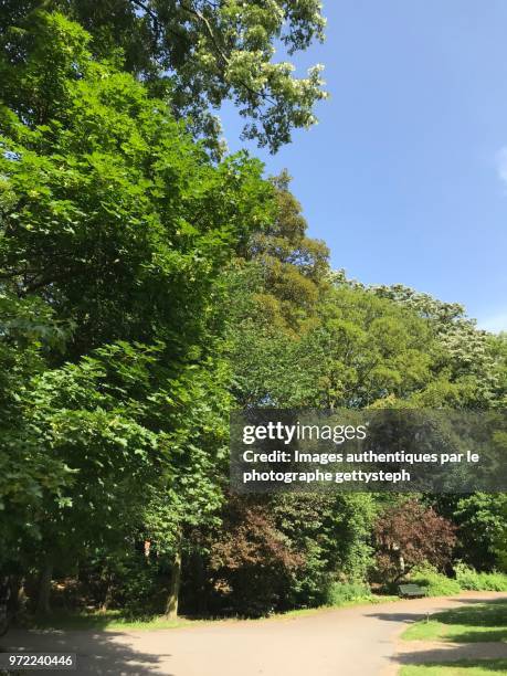 the asphalt alley under sunlight along luxuriant nature - perspective du photographe bildbanksfoton och bilder