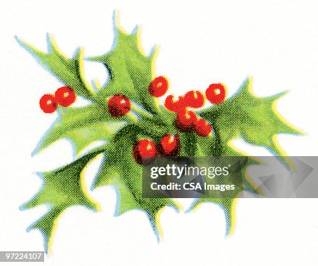 Mistletoe Mistletoe