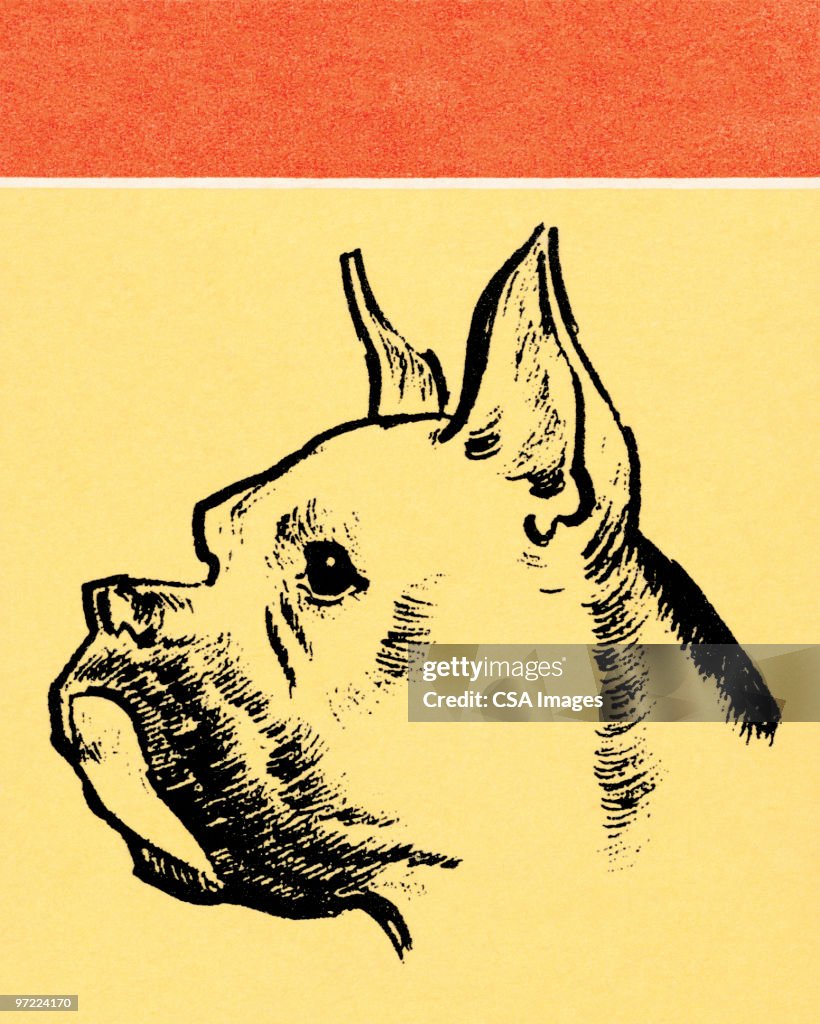 Bulldog