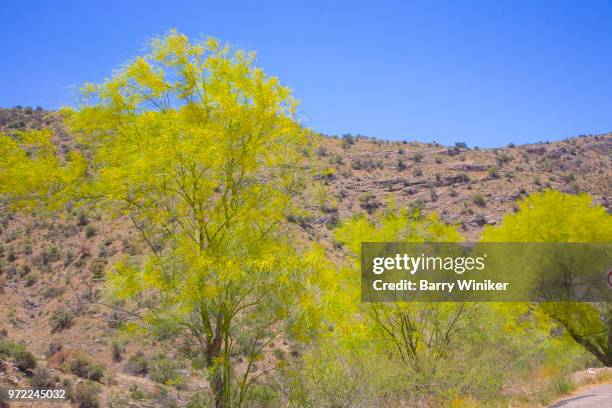 palo verde on mt. lemmon near tucson, az - mt lemmon fotografías e imágenes de stock