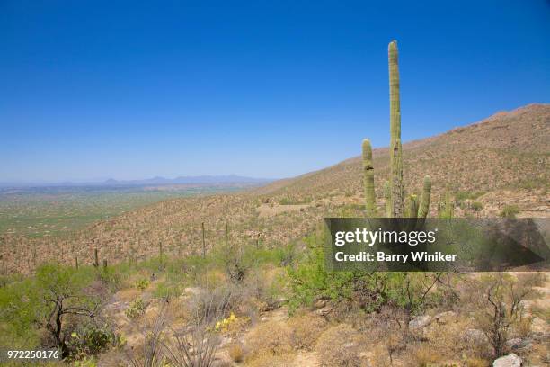 saguaro cactus at mt. lemmon near tucson, az - mt lemmon fotografías e imágenes de stock