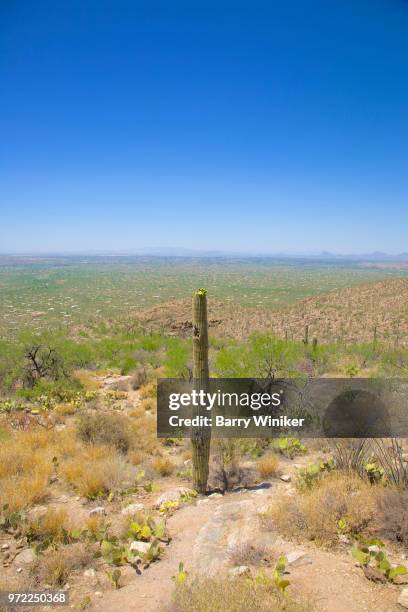 saguaro cactus at mt. lemmon near tucson, az - mt lemmon 個照片及圖片檔