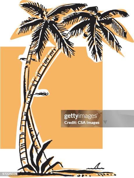 illustrations, cliparts, dessins animés et icônes de two palm trees - pacific islands