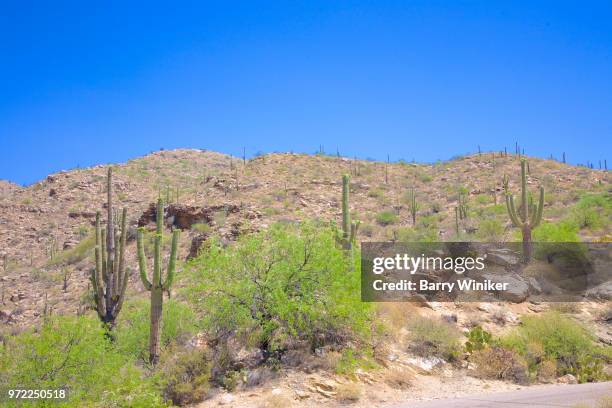 sonoran desert with cacti and palo verde near tucson, az - mt lemmon 個照片及圖片檔