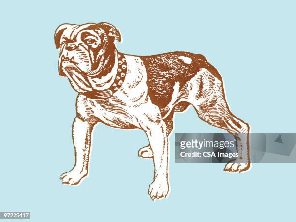 ilustraciones, imágenes clip art, dibujos animados e iconos de stock de mean dog - bulldog