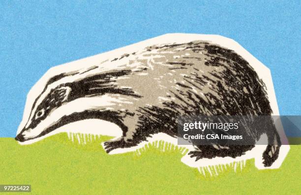 skunk - dachs stock-grafiken, -clipart, -cartoons und -symbole