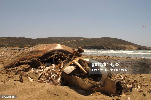 This photo taken on June 10, 2018 shows a dead turtle's carcass on the Prasonisi beach, on the Greek Island of Rhodes. - On June 5, 2018 the United...
