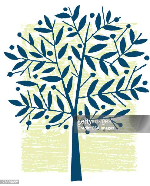 stockillustraties, clipart, cartoons en iconen met tree - olijfboom