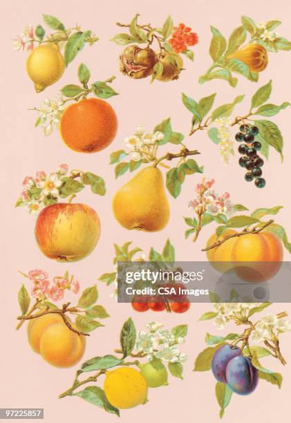fruit on trees and plants - apple fruit stock illustrations