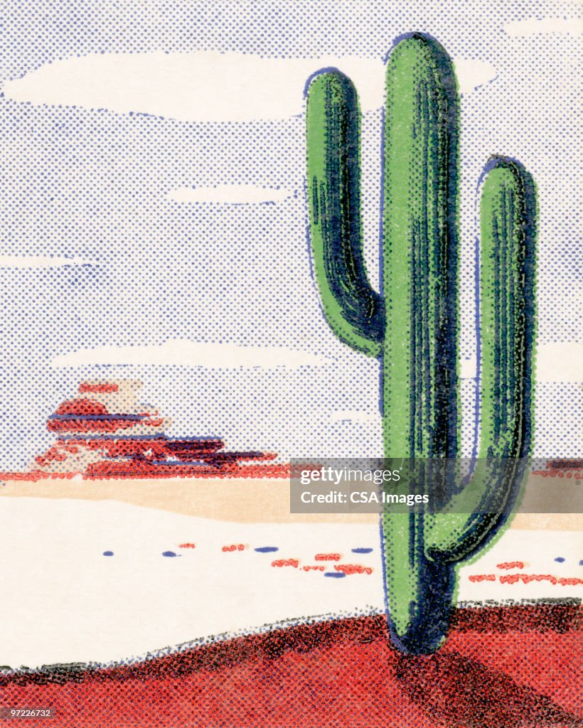 Cacti in the desert