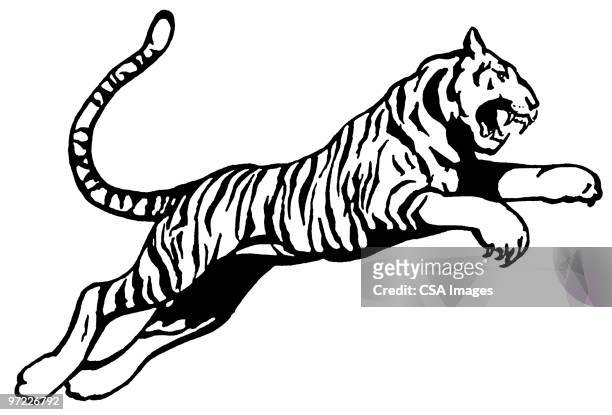 illustrations, cliparts, dessins animés et icônes de tiger - tiger