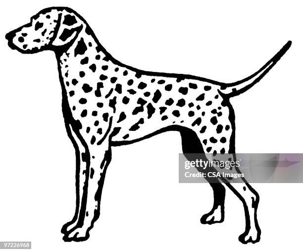 illustrations, cliparts, dessins animés et icônes de dog - dalmatian dog